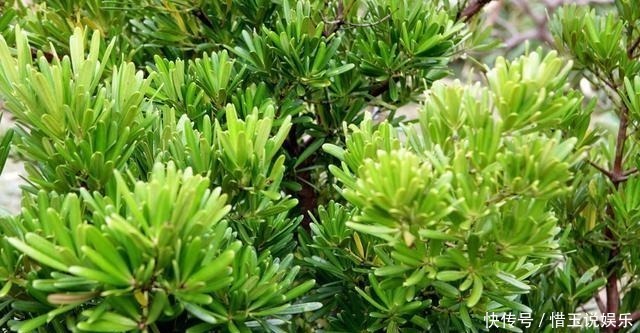 有院子就种4种树,老祖宗留下的“顺口溜”,不是没有道理