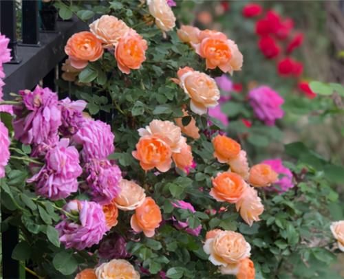  不用担心|养月季，冬天“巧修剪”，来年开花翻3倍