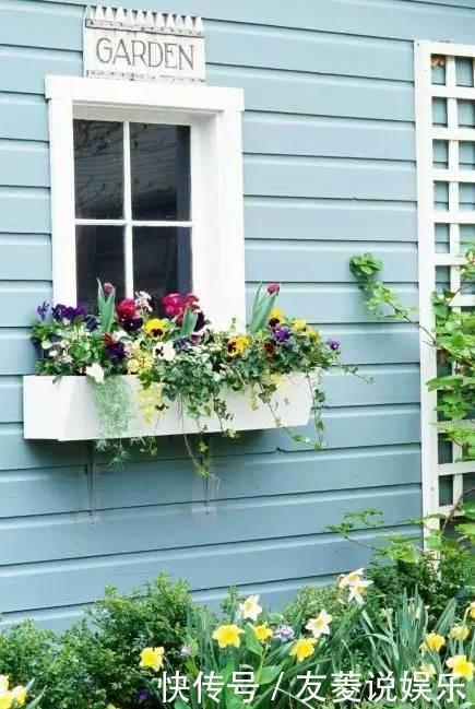 花叶蔓|花友们窗台养什么花,看完认识那么多植物!