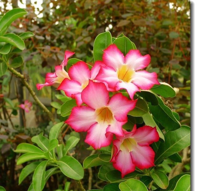 这6种花卉,越是忘记浇水,越容易长爆盆,新手和懒人都爱种