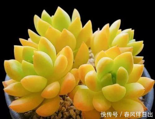 十年老花友的养花技巧:多肉有5怕,及时避免,才能养成肉墩子!