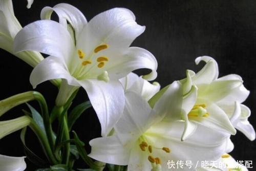 有花赏|4种漂亮花,家里养几盆,一年到头有花赏,香味浓郁!