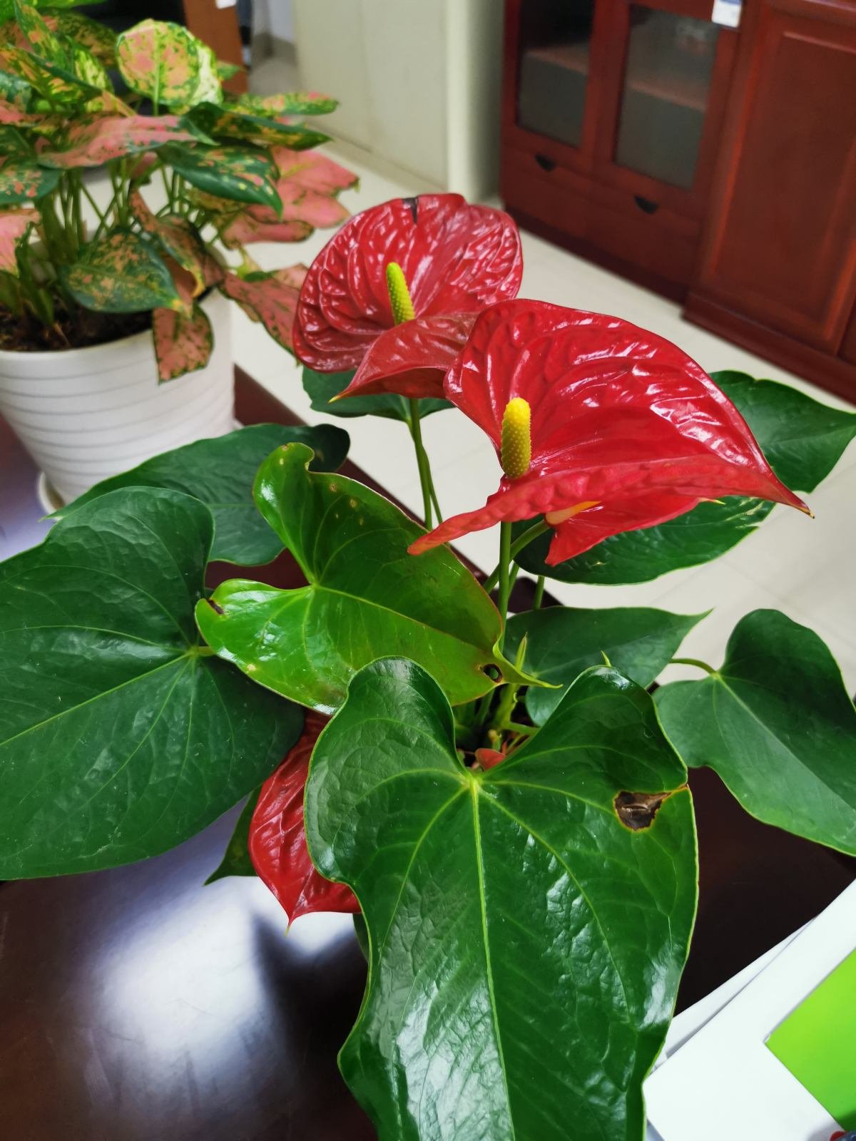 五色梅五色梅|5种花，屋子里只需养一种，一年能开花9个月，真怕把它“累死”