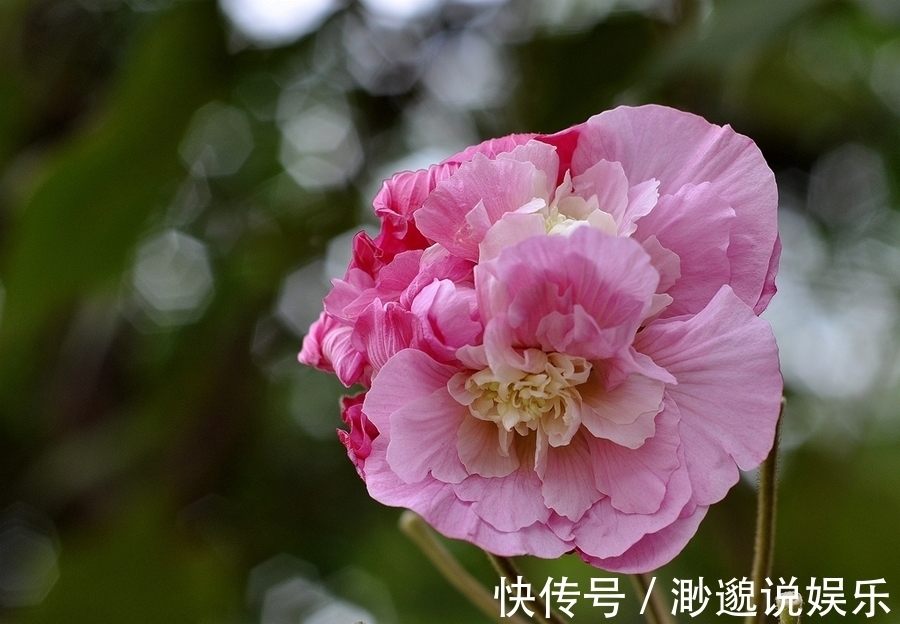 金花茶|秋季已经来临，四种新兴花卉，养在家里散发着清新的花香。