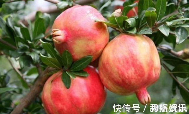 在家也能种“石榴”,漂亮又好吃,好养结果多,果子挂满树,真值