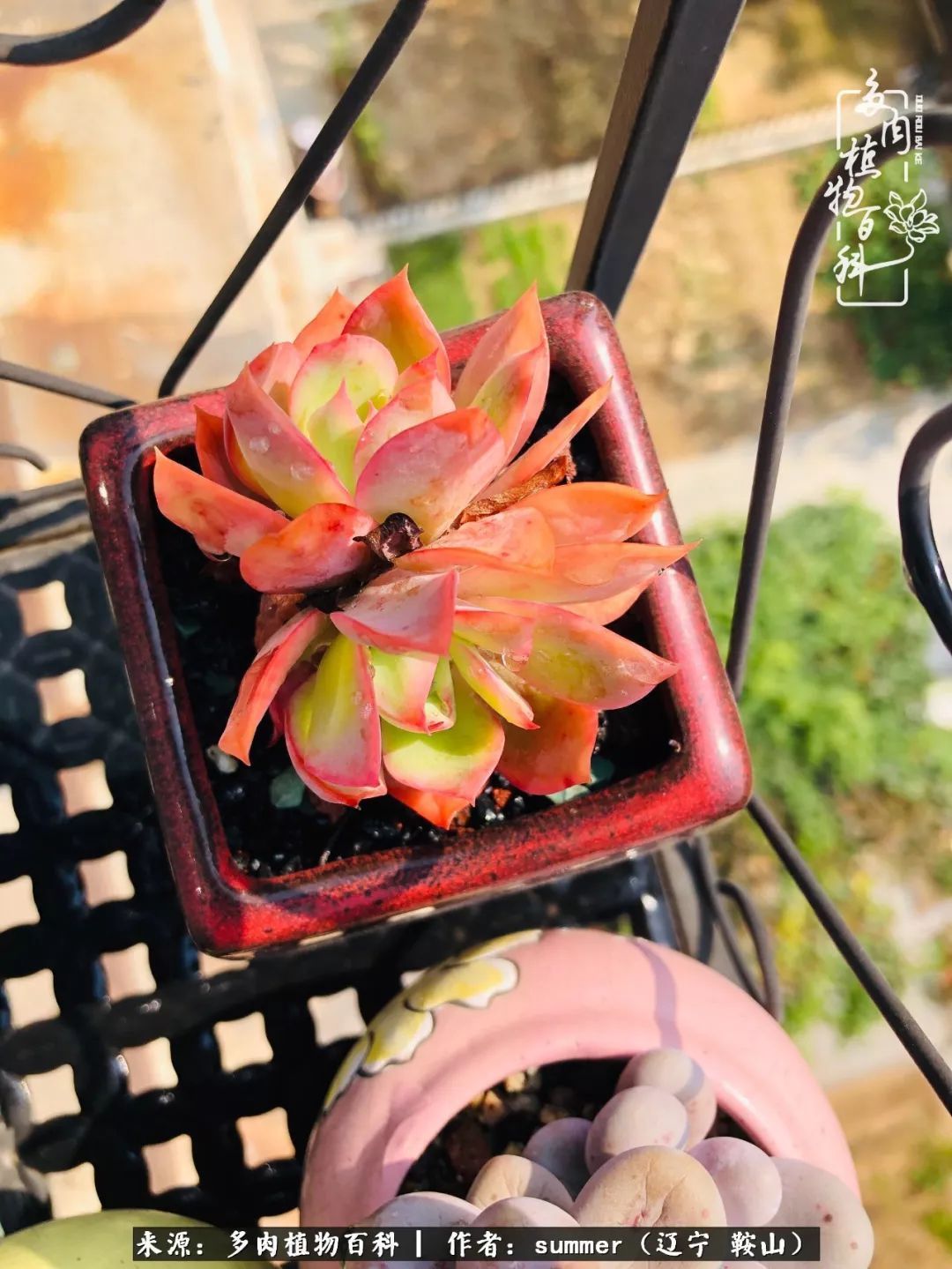 活着即是王道！我和我大东北的多肉们！