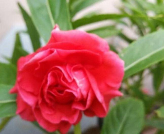 养花试试此4种,号称开花机器,开花层层交叠的,烂漫迷人眼