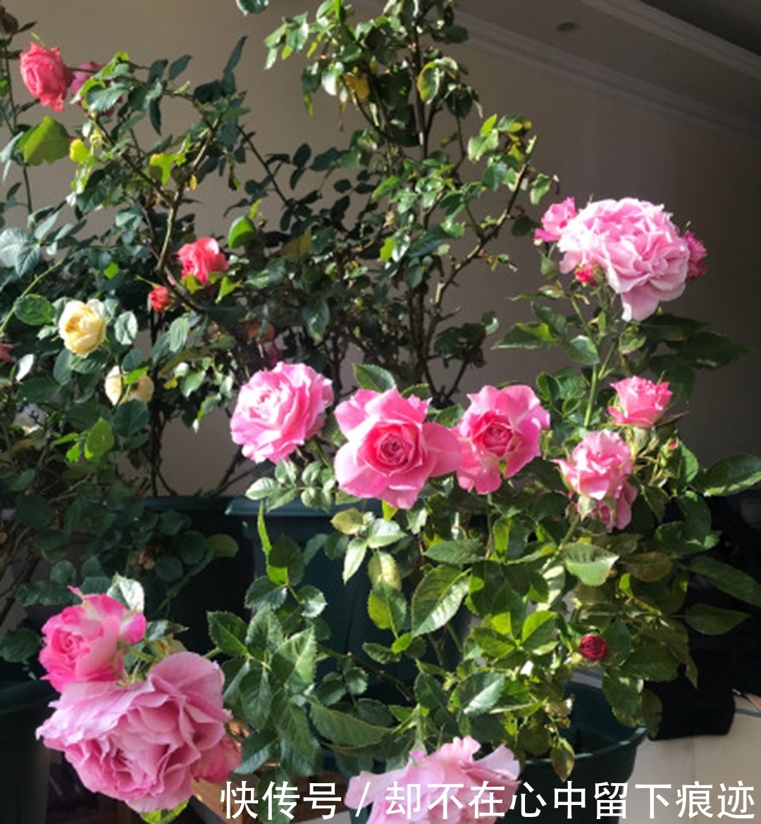 月季吃奶小苗,冬季要不要修剪?怎么剪?