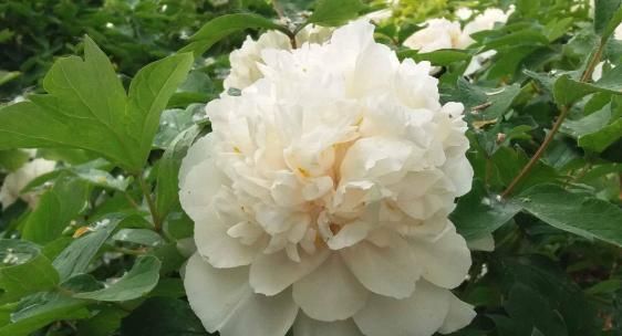 新手养花不如养一盆“白雪塔”,花型饱满,洁白无瑕,适合盆栽养