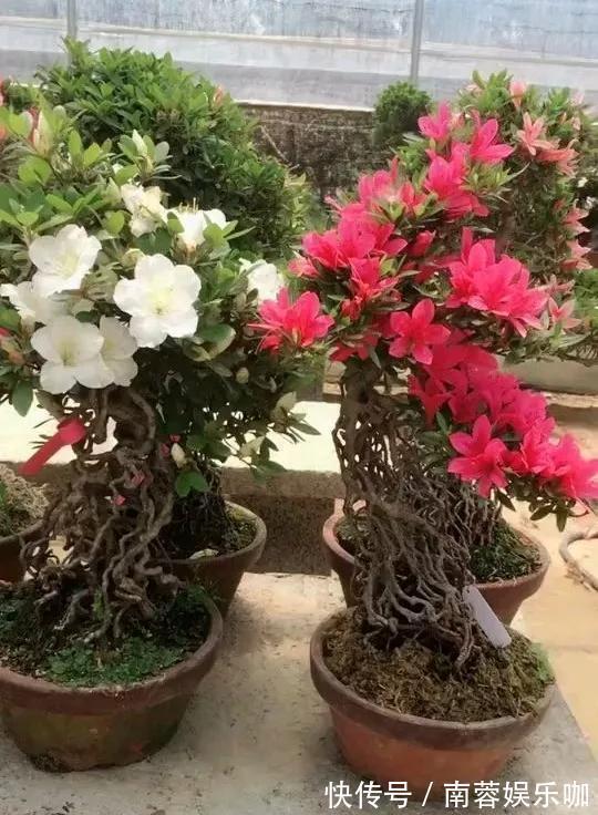 银杏银杏|对花有一种特殊的情怀,能养几十年的花,养1盆当传家宝!