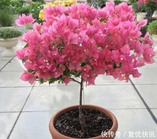 一鸣惊人的5种树桩盆景,好看还不贵,养家里奢华显档次!