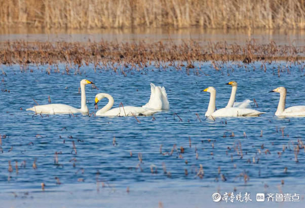 中年|成群的天鹅水中嬉戏，济南这片湖泊美醉了