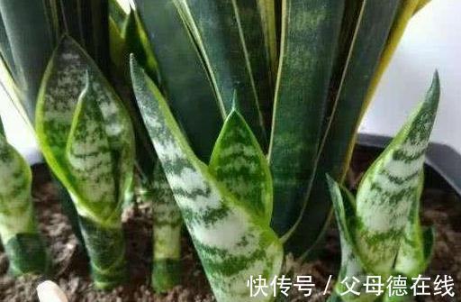 虎皮兰不冒小芽,长势差,盆里埋几粒它,小芽呼呼长叶翠绿