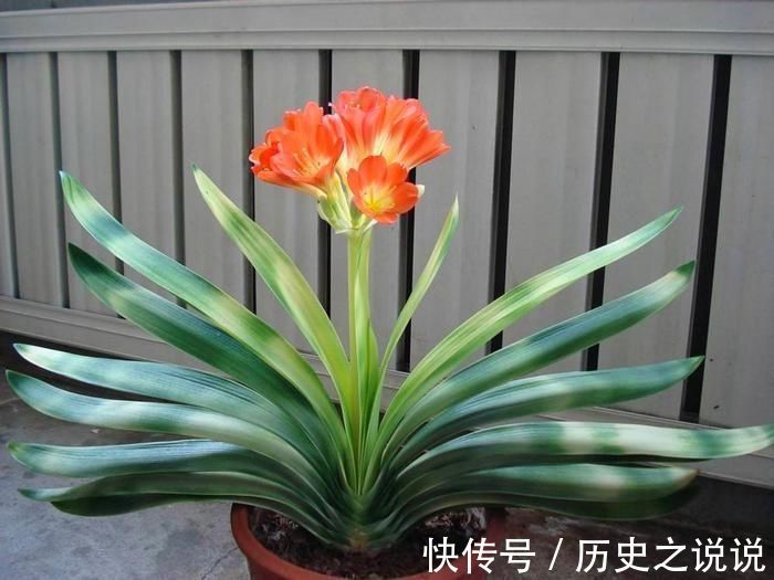 观赏|养一盆君子兰,观赏性极佳,浇水时记住口诀,肉质感强开花美