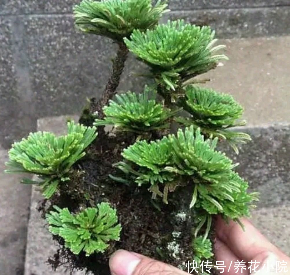 遇到4种小植物，回家养起来，打造成漂亮小盆景