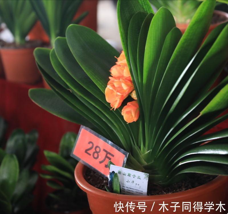 兰花|5种“长命花”，富贵又吉利，越养越值钱，赶紧养一盆做传家宝