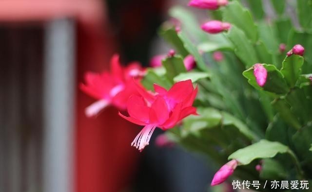  冬天|冬天蟹爪兰开花为什么叶子打蔫？分析这几个原因，对照解决办法！