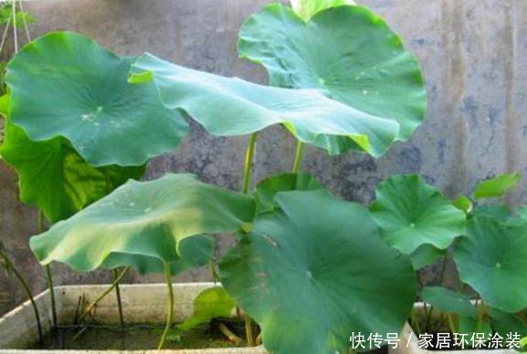 养花人的奋斗目标：该怎么实现养花省钱环保？从巧用它们开始