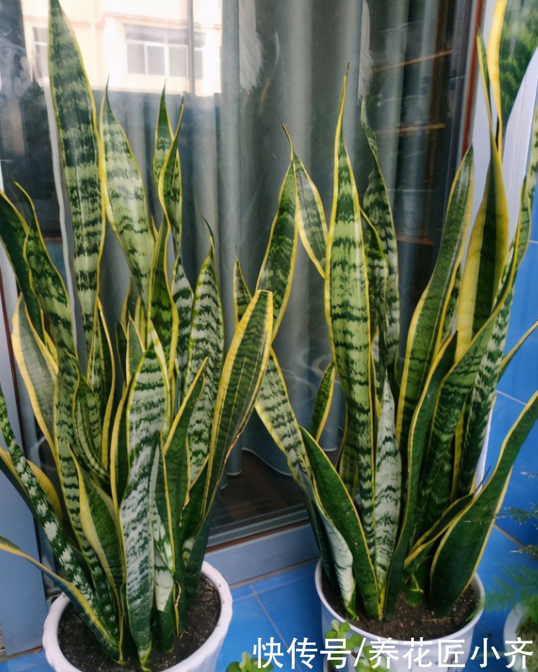 送您一句“顺口溜”，养花不会施肥，它能帮您解决