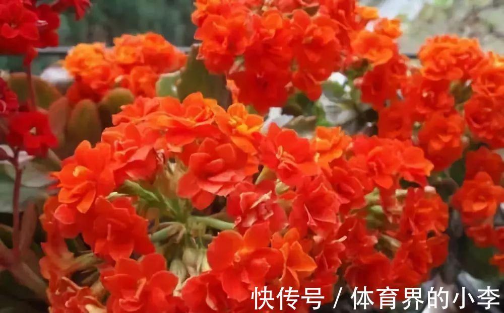 长寿花这样伺候,健康又长寿,开完一茬又一茬