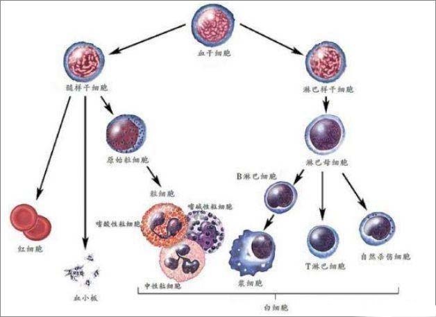 3岁幼儿得了白血病，母亲含泪跪拜孩子，正确认识儿童白血病