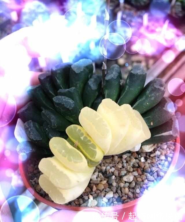 玉扇锦|多肉植物图鉴之玉扇锦