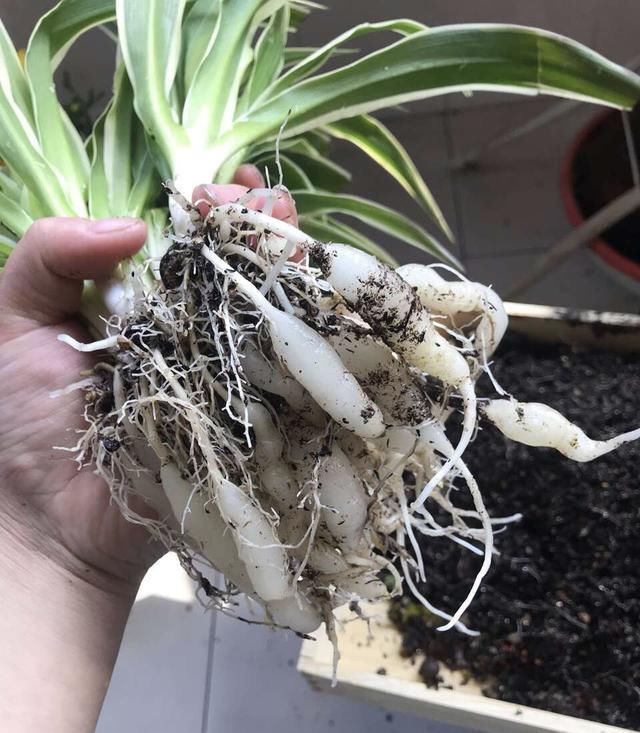 他养的“吊兰”有方法,1年长成“八抓鱼”,大白根挤满盆