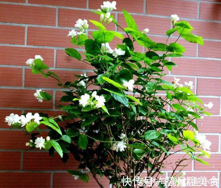 土壤|养这7种花,“醋”要经常浇,每月浇一碗,叶子绿油油