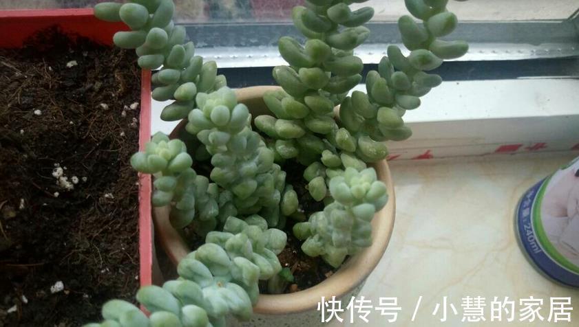 多肉摘叶子好处多,茎干木质得快,盆栽养成老桩更容易