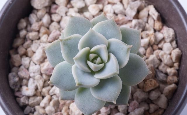 半阴或者|养这5种多肉,别总让晒太阳,晒的越多损失越大