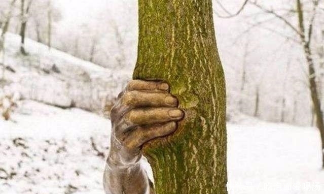 紧紧抓住|49年紧紧抓住树干从未松手,成为世界奇观,网友称:还能这么玩?