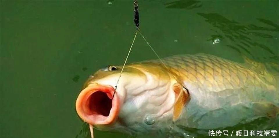 滑鱼|钓鲤鱼口滑不开口?试试这几招,只要有鲤鱼,不怕不开口