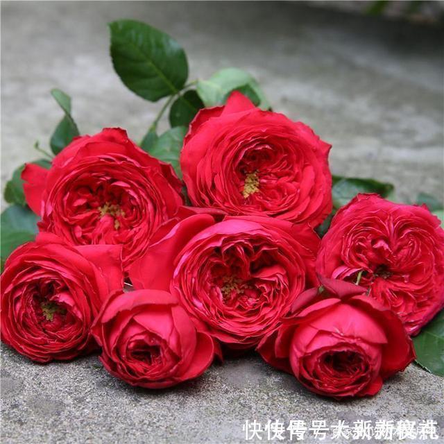 花型|25款勤花又好养的月季品种推荐。新手一定要来一颗，盆栽地栽都行
