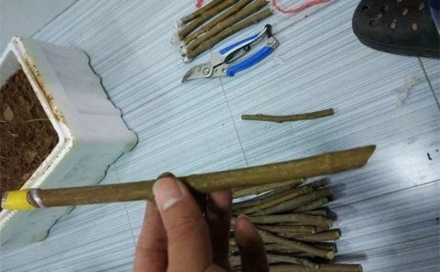 教你“扦插”无花果,只用1个“塑料杯”,年底种下,来年开花!