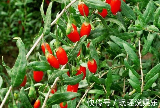 提高免疫力|以前农村一种无人问津的野果，现在卖90元一斤，可以提高免疫力