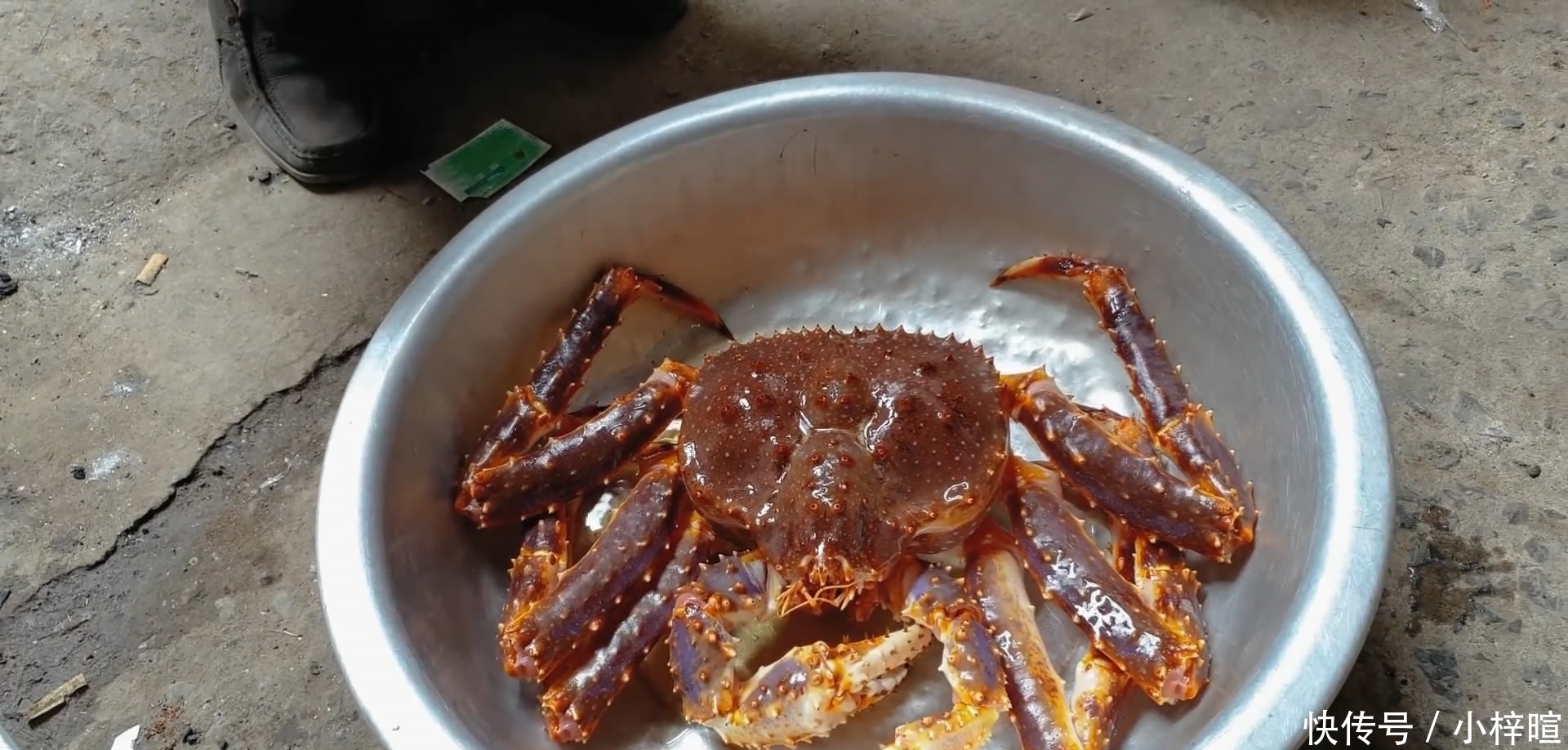 只帝王|花500元买了只4斤的帝王蟹，准备年夜饭吃，煮好掰开壳有点“懵”