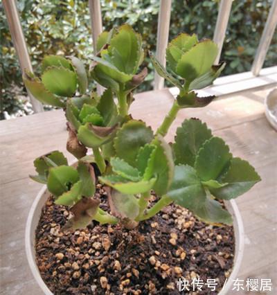 光照|避免长寿花叶子下垂，变软，枯黄，此样做就万无一失