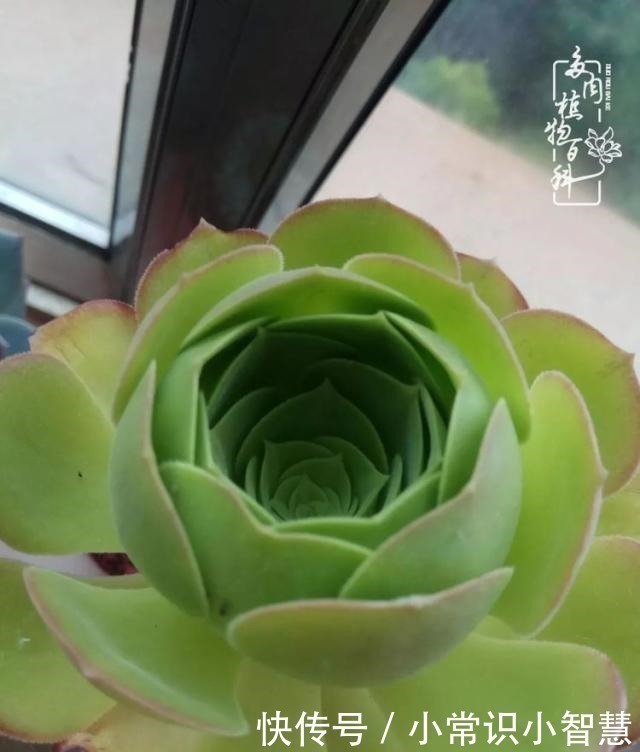 艳日辉|我是多肉飘窗党，我来晚了！我是多肉飘窗党，我来晚了！
