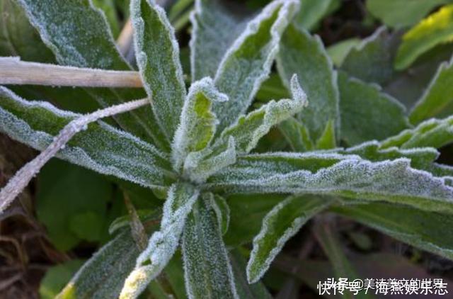 大雁@小学生读《枫桥夜泊》,提了个问题难住老师,张继真的写错了吗?