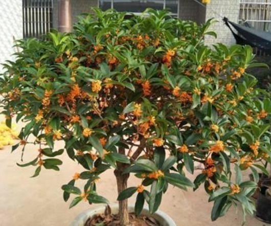 修剪|养桂花，就施“1种肥”，不仅“现在”开花多，来年花更多！