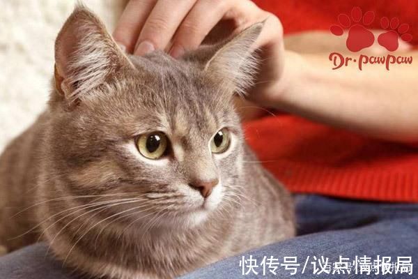 丘疹|猫咪慢性湿疹与急性湿疹的治疗方法