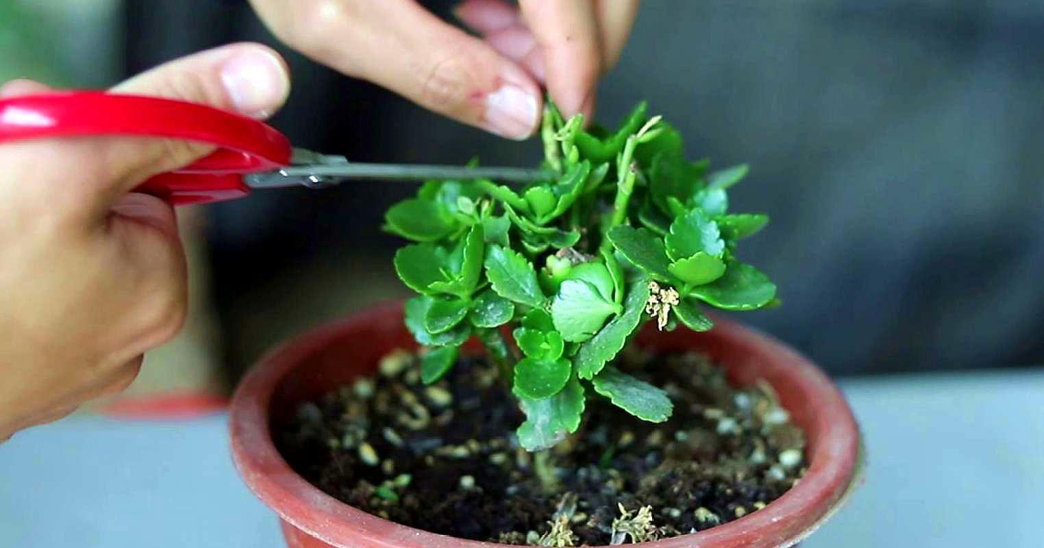 长寿花有“4喜3怕”,避开小坑,快速开花一大片,太省心了