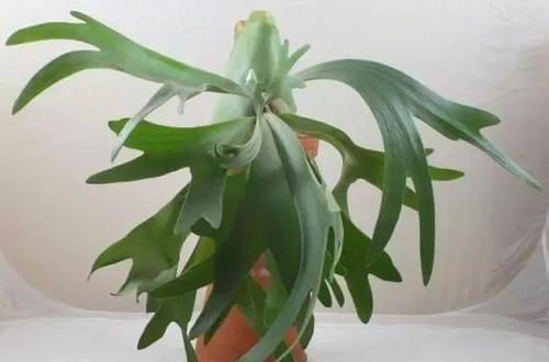 布纹|10种长相很怪异的盆栽植物，都很适合养在花盆里