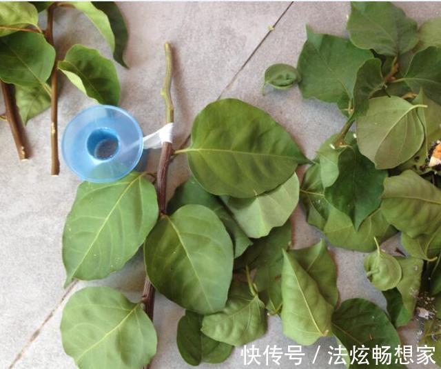 高手的扦插玩法,把以下三角梅养得这么好,只见开花不见叶