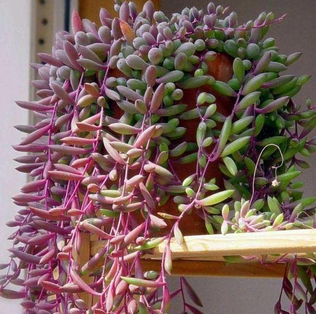 6种多肉会“变形”，花盆吊起来养，叶子2米长，能当“门帘”！