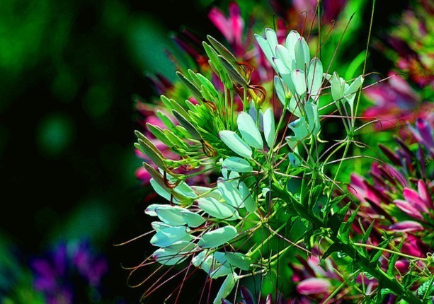 此花花语为神秘,就像一场短暂而绚烂的爱情,给你虚幻无常