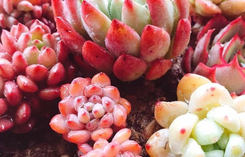 多肉扦插繁殖,方法越简单越容易成活