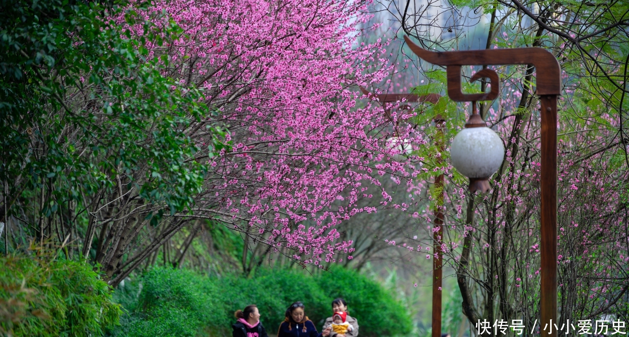 踏青重庆第一个国家级湿地公园彩云湖，桃之夭夭灼灼其华，太美了