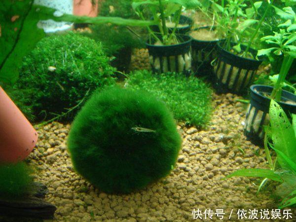 血心兰|找个大水缸,养几种“水草”,比绿萝吊兰都好养,花色红火喜庆