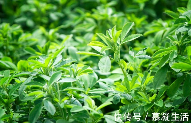 吃法|68种野菜图片,教你认识不同的野菜和吃法,你想要的野菜这里都有